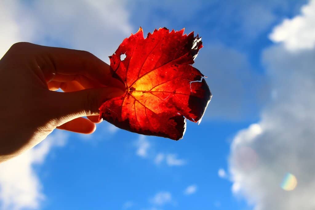 Bright red autumn leaf with damage representing gambling harm and its devastating effects.